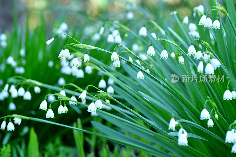 卢科琼弗纳姆 / 雪花